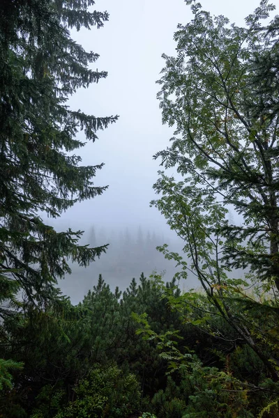 Niebla vista de la mañana en la zona de montaña húmeda en tatra eslovaco — Foto de Stock