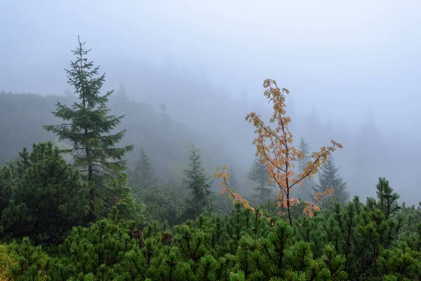 Nebel am Morgen in feuchter Bergregion in der slowakischen Tatra — Stockfoto