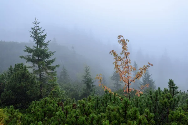 Slovakça tatra alanında ıslak dağ görünümünde puslu sabah