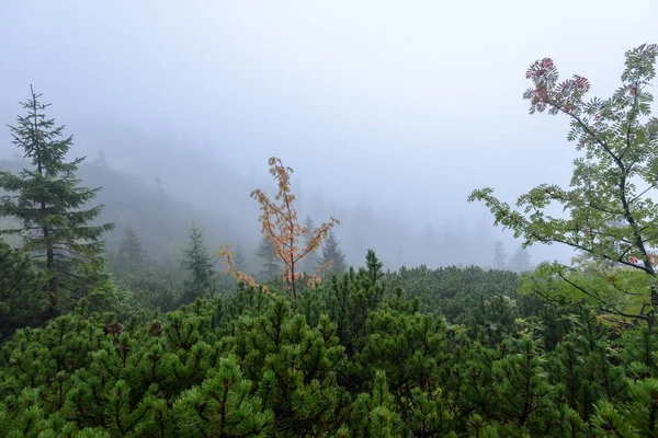 Mgliste rano widok w mokrych górach Tatry słowackie — Zdjęcie stockowe