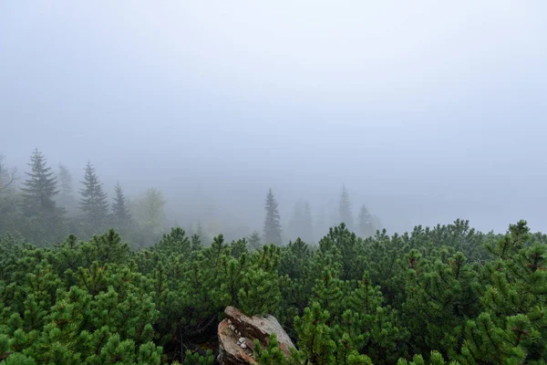 Nebel am Morgen in feuchter Bergregion in der slowakischen Tatra — Stockfoto