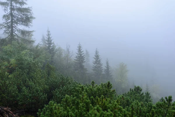 Ködös reggel nézet a Szlovák Tátrai nedves hegyvidéki területen — Stock Fotó