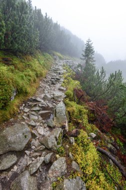 puslu sabah Slovakça tatra alanında ıslak dağ görünümünde. Tur