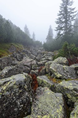 puslu sabah Slovakça tatra alanında ıslak dağ görünümünde. Tur