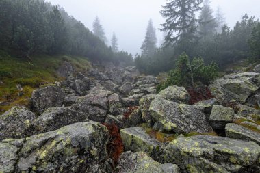 puslu sabah Slovakça tatra alanında ıslak dağ görünümünde. Tur