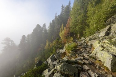 Slovakça tatra alanında ıslak dağ görünümünde puslu sabah