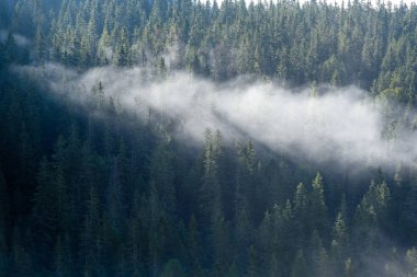 puslu sabah Slovakça tatra alanında ıslak dağ görünümünde. autu