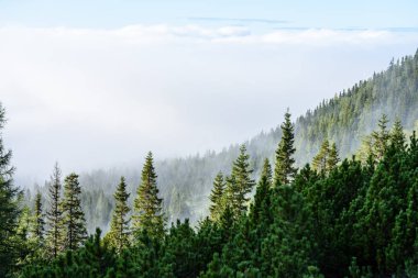 puslu sabah Slovakça tatra alanında ıslak dağ görünümünde. autu