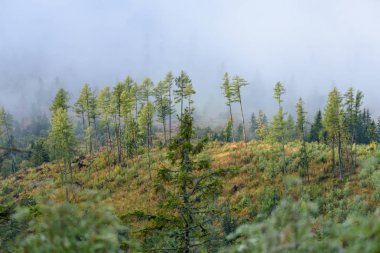 puslu sabah Slovakça tatra alanında ıslak dağ görünümünde. autu