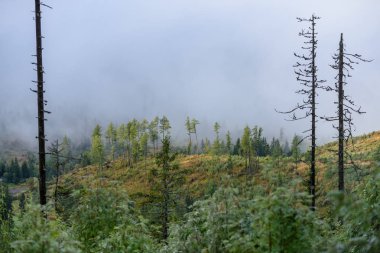 puslu sabah Slovakça tatra alanında ıslak dağ görünümünde. autu