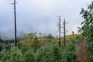 puslu sabah Slovakça tatra alanında ıslak dağ görünümünde. autu