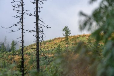 puslu sabah Slovakça tatra alanında ıslak dağ görünümünde. autu