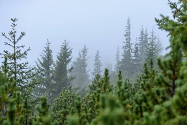 puslu sabah Slovakça tatra alanında ıslak dağ görünümünde. autu