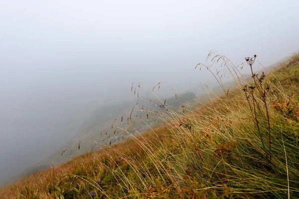 Slovakça tatra alanında ıslak dağ görünümünde puslu sabah