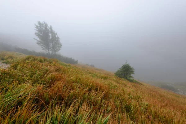 Slovakça tatra alanında ıslak dağ görünümünde puslu sabah
