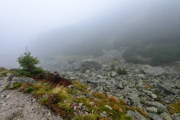 puslu sabah Slovakça tatra alanında ıslak dağ görünümünde. Tur
