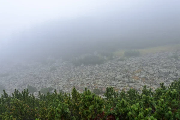Slovakça tatra alanında ıslak dağ görünümünde puslu sabah