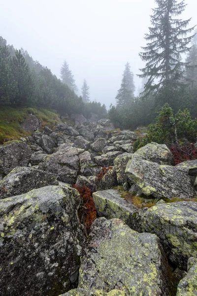 puslu sabah Slovakça tatra alanında ıslak dağ görünümünde. Tur