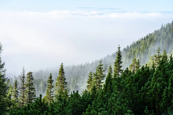 Misty morning view in wet mountain area in slovakian tatra. autu — Stock Photo, Image