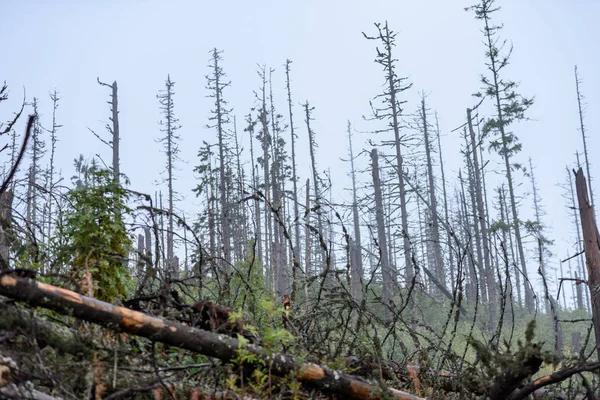 puslu sabah Slovakça tatra alanında ıslak dağ görünümünde. autu