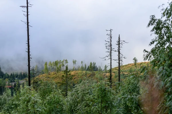 puslu sabah Slovakça tatra alanında ıslak dağ görünümünde. autu