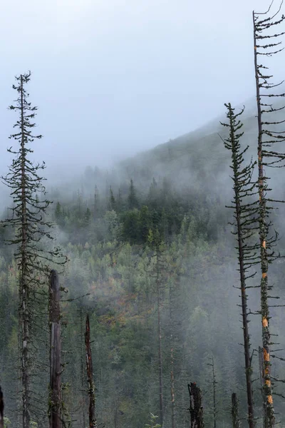 Puslu sabah Slovakça tatra alanında ıslak dağ görünümünde. autu — Stok fotoğraf