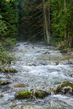 Yazın dağ nehri
