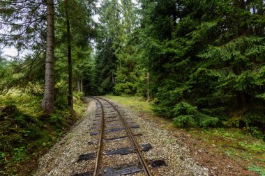 ormandaki ıslak yaz gün dalgalı demiryolu parça