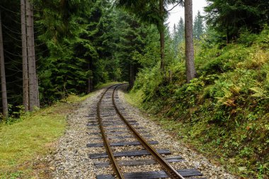 ormandaki ıslak yaz gün dalgalı demiryolu parça