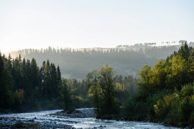 Yaz aylarında nehir dağ. Bialka Nehri, Polonya