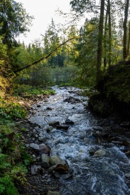 Yaz aylarında nehir dağ. Bialka Nehri, Polonya
