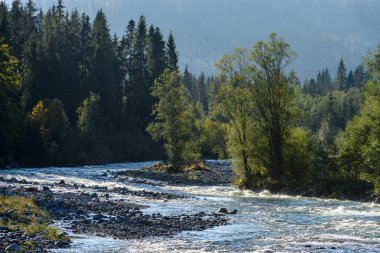 Yaz aylarında nehir dağ. Bialka Nehri, Polonya