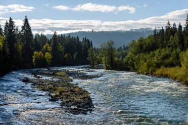 Yaz aylarında nehir dağ. Bialka Nehri, Polonya