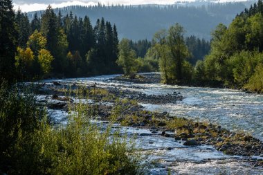 Yaz aylarında nehir dağ. Bialka Nehri, Polonya