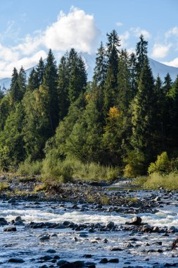 Yaz aylarında nehir dağ. Bialka Nehri, Polonya