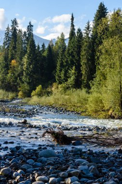 Yaz aylarında nehir dağ. Bialka Nehri, Polonya