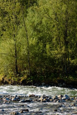 Yaz aylarında nehir dağ. Bialka Nehri, Polonya