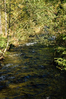 Yaz aylarında nehir dağ. Bialka Nehri, Polonya