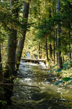 Yaz aylarında nehir dağ. Bialka Nehri, Polonya