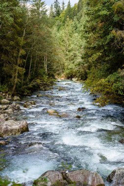 Yaz aylarında nehir dağ. Bialka Nehri, Polonya