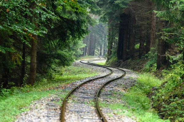 Wavy railroad tracks in wet summer day in forest — Stock Photo, Image