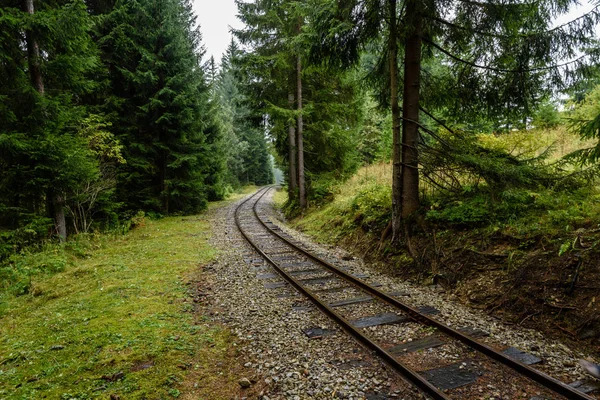 ormandaki ıslak yaz gün dalgalı demiryolu parça
