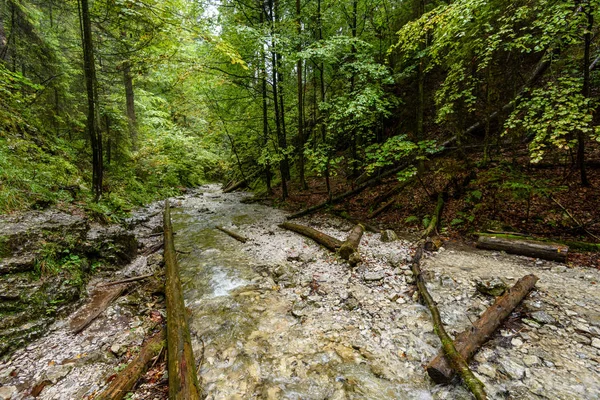 Berg rivier in de zomer. Slovensky raj. Sucha bela trail — Stockfoto
