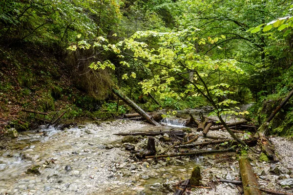 Yaz aylarında nehir dağ. slovensky raj. Sanki bela iz — Stok fotoğraf