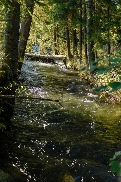 Mountain river in summer. Bialka river, Poland — Stock Photo, Image