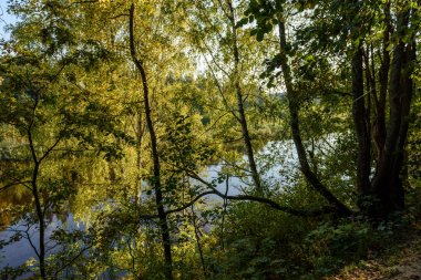 huş ağacı yaprakları ve dalları koyu arka plan