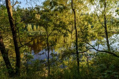 huş ağacı yaprakları ve dalları koyu arka plan