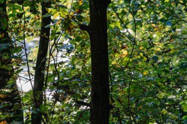 huş ağacı yaprakları ve dalları koyu arka plan