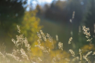Sonbahar çimleri bents karşı günbatımı ışık koyu arka plan