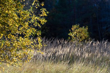huş ağacı yaprakları ve dalları koyu arka plan